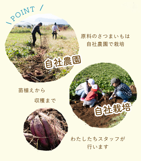 自社農園で自社栽培　原料の「さつまいも」は苗植えから収穫までわたしたちが行います