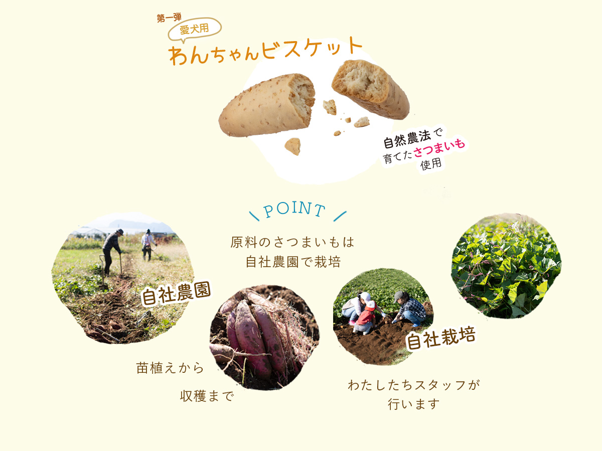 原料は自社農園で自社栽培　苗植えから収穫までわたしたちが行います